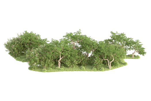 Tropical forest isolated on transparent background. 3d rendering - illustration png
