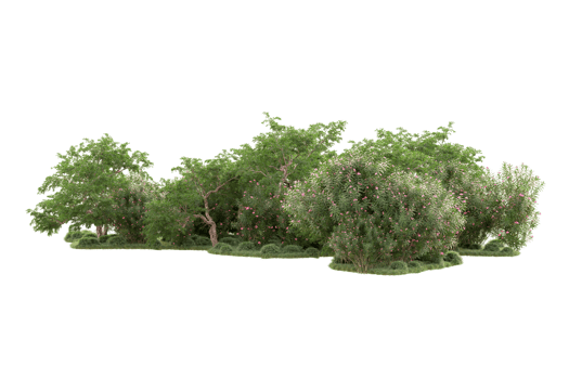 Tropical forest isolated on transparent background. 3d rendering - illustration png