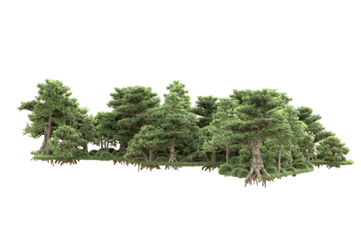 Tropical forest isolated on transparent background. 3d rendering - illustration png