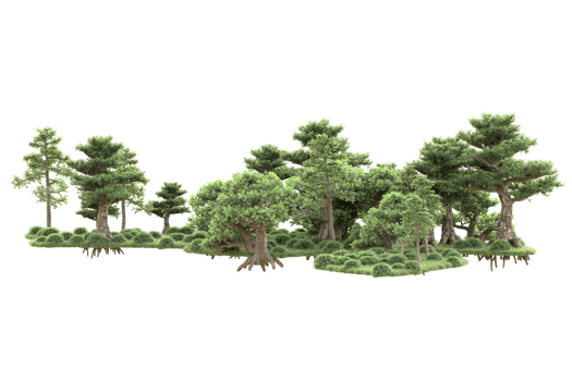 Tropical forest isolated on transparent background. 3d rendering - illustration png