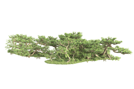 Tropical forest isolated on transparent background. 3d rendering - illustration png