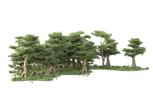 Tropical forest isolated on transparent background. 3d rendering - illustration png