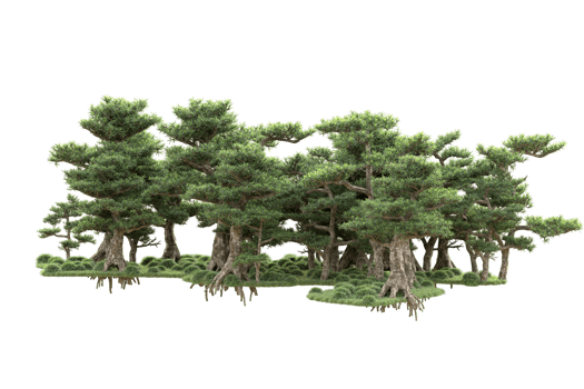 Tropical forest isolated on transparent background. 3d rendering - illustration png