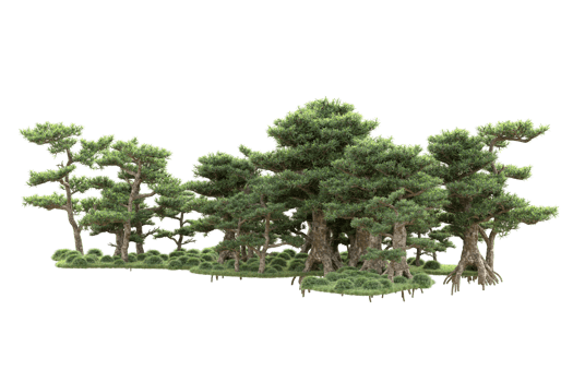 Tropical forest isolated on transparent background. 3d rendering - illustration png