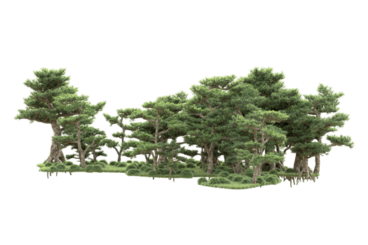 Tropical forest isolated on transparent background. 3d rendering - illustration png