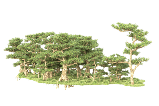 Tropical forest isolated on transparent background. 3d rendering - illustration png
