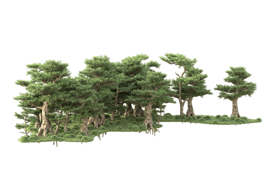 Tropical forest isolated on transparent background. 3d rendering - illustration png