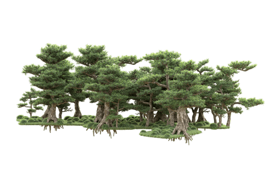 Tropical forest isolated on transparent background. 3d rendering - illustration png