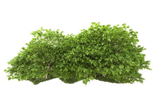 Tropical forest isolated on transparent background. 3d rendering - illustration png
