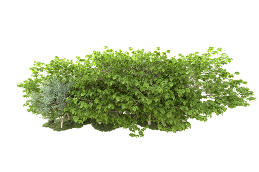Tropical forest isolated on transparent background. 3d rendering - illustration png