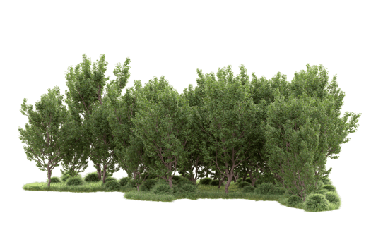 Tropical forest isolated on transparent background. 3d rendering - illustration png