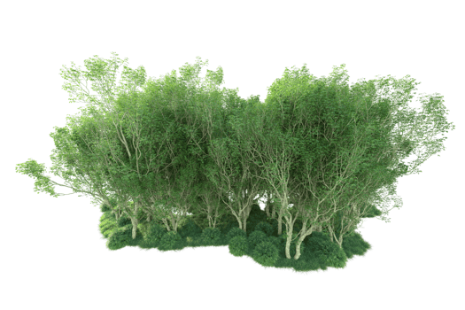 Tropical forest isolated on transparent background. 3d rendering - illustration png