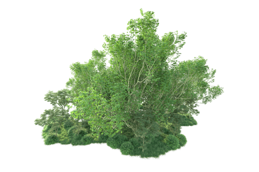 Tropical forest isolated on transparent background. 3d rendering - illustration png