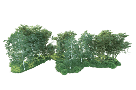 Tropical forest isolated on transparent background. 3d rendering - illustration png
