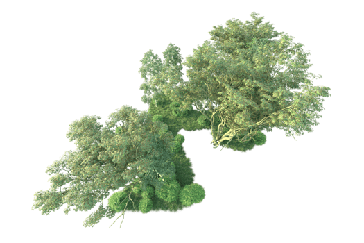 Tropical forest isolated on transparent background. 3d rendering - illustration png