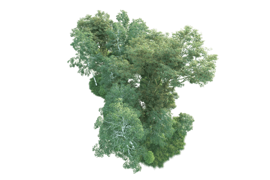 Tropical forest isolated on transparent background. 3d rendering - illustration png