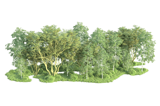 Tropical forest isolated on transparent background. 3d rendering - illustration png