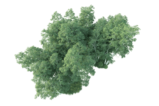 Tropical forest isolated on transparent background. 3d rendering - illustration png