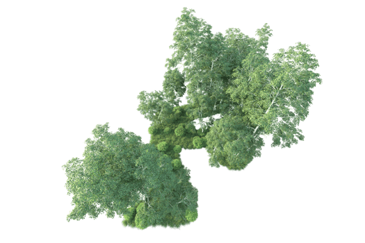 Tropical forest isolated on transparent background. 3d rendering - illustration png