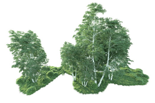 Tropical forest isolated on transparent background. 3d rendering - illustration png