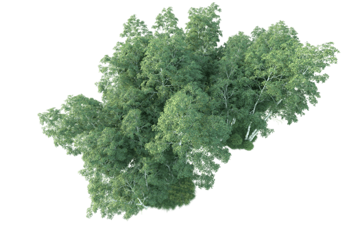 Tropical forest isolated on transparent background. 3d rendering - illustration png