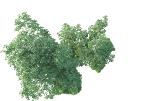 Tropical forest isolated on transparent background. 3d rendering - illustration png