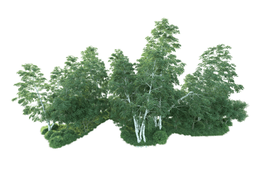 Tropical forest isolated on transparent background. 3d rendering - illustration png