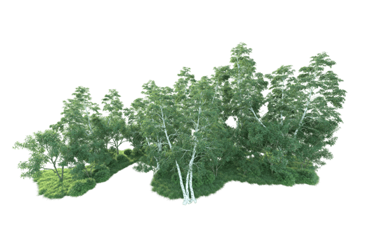 Tropical forest isolated on transparent background. 3d rendering - illustration png