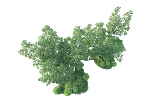 Tropical forest isolated on transparent background. 3d rendering - illustration png