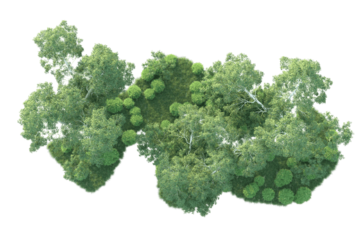 Tropical forest isolated on transparent background. 3d rendering - illustration png