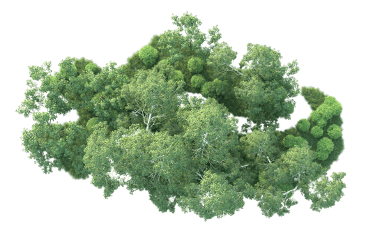 Tropical forest isolated on transparent background. 3d rendering - illustration png