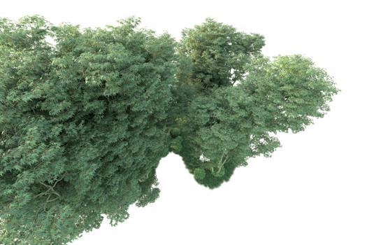 Tropical forest isolated on transparent background. 3d rendering - illustration png