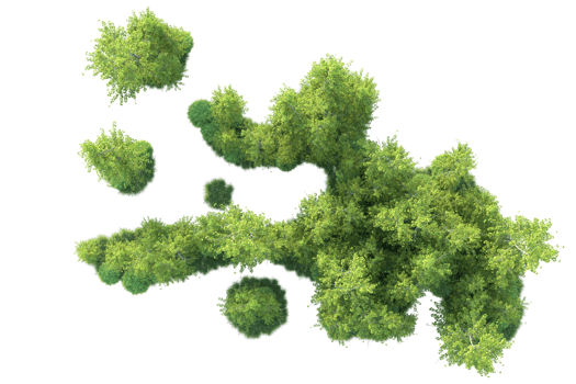 Tropical forest isolated on transparent background. 3d rendering - illustration png