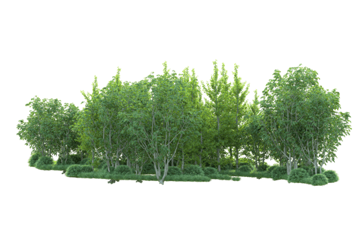Tropical forest isolated on transparent background. 3d rendering - illustration png