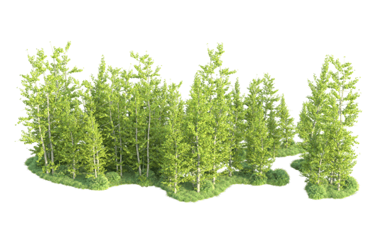 Tropical forest isolated on transparent background. 3d rendering - illustration png
