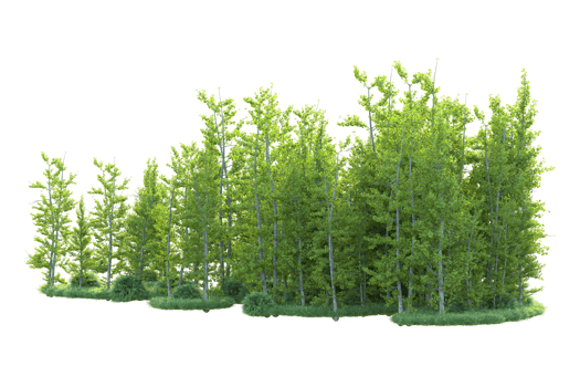 Tropical forest isolated on transparent background. 3d rendering - illustration png