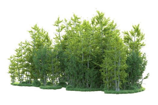 Tropical forest isolated on transparent background. 3d rendering - illustration png