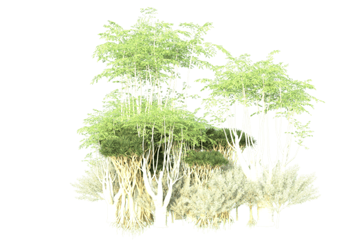 Tropical forest isolated on transparent background. 3d rendering - illustration png