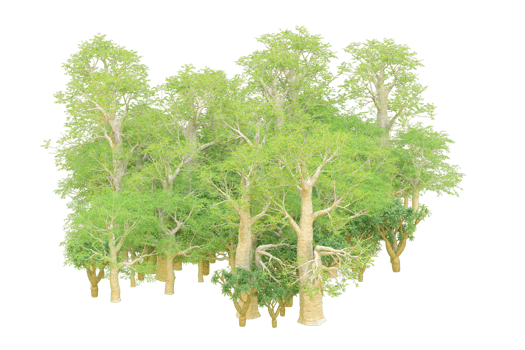 Tropical forest isolated on transparent background. 3d rendering - illustration png