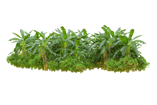 Tropical forest isolated on transparent background. 3d rendering - illustration png