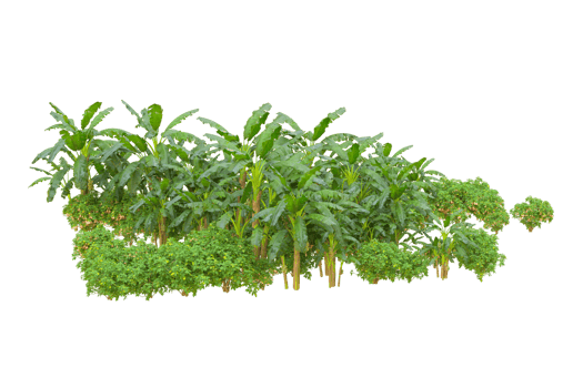 Tropical forest isolated on transparent background. 3d rendering - illustration png