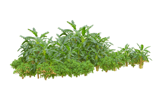 Tropical forest isolated on transparent background. 3d rendering - illustration png