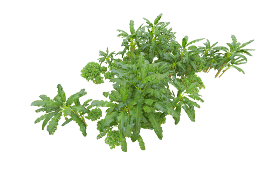 Tropical forest isolated on transparent background. 3d rendering - illustration png