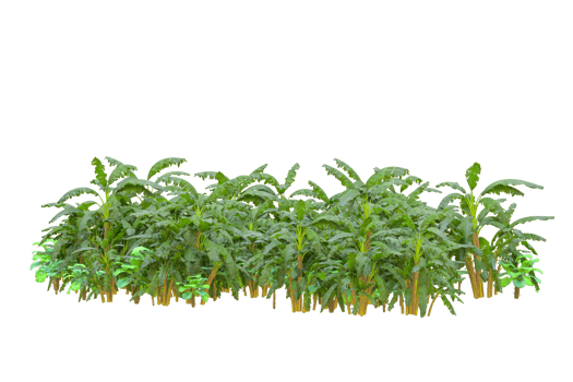 Tropical forest isolated on transparent background. 3d rendering - illustration png