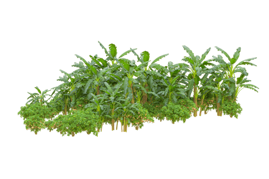 Tropical forest isolated on transparent background. 3d rendering - illustration png