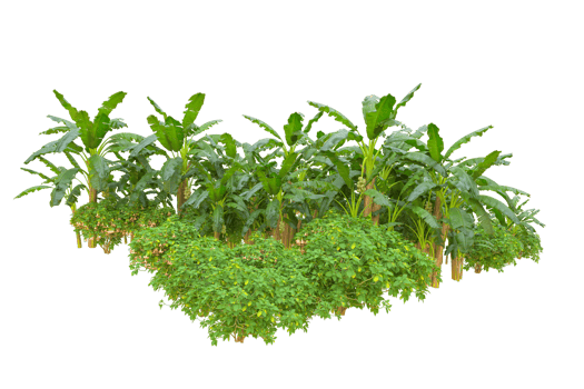 Tropical forest isolated on transparent background. 3d rendering - illustration png