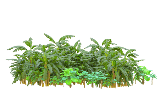 Tropical forest isolated on transparent background. 3d rendering - illustration png