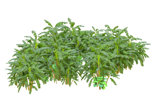 Tropical forest isolated on transparent background. 3d rendering - illustration png