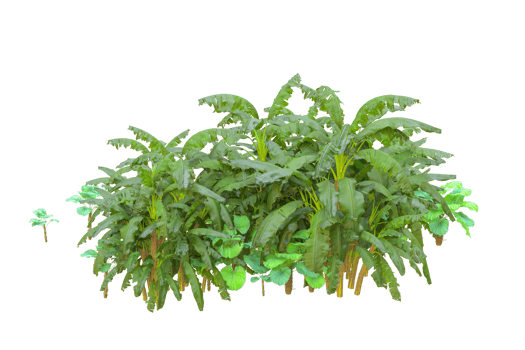 Tropical forest isolated on transparent background. 3d rendering - illustration png
