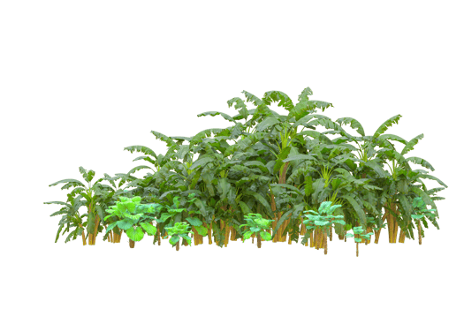 Tropical forest isolated on transparent background. 3d rendering - illustration png
